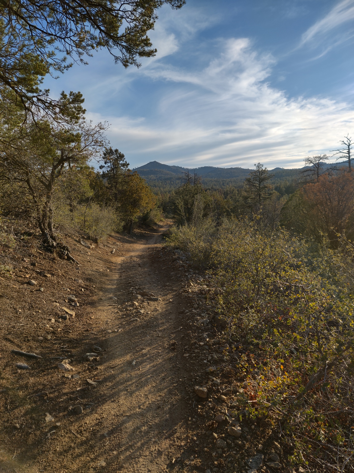 A sunlit mountain trail winding through forest and brush