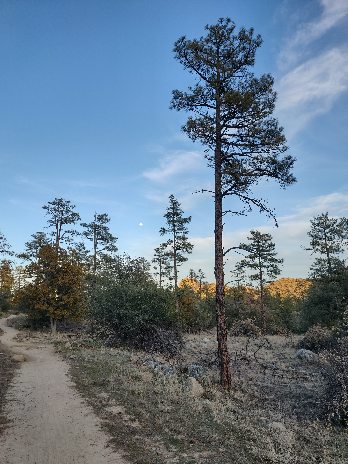 Prescott AZ Grief Support — Local Grief Support in Nature Prescott AZ grief support — peaceful forest path in northern Arizona